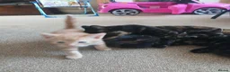 Mixed Breed cats for sale: Mixed breed boys available in Colchester - Advert 7