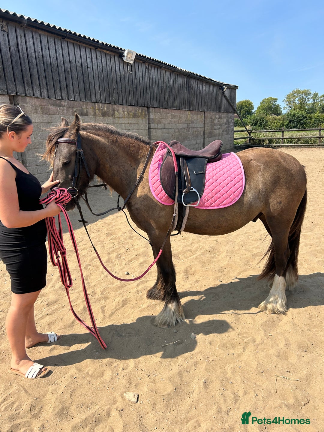 Irish Cob horses for sale: Very soft boy  - Image 2