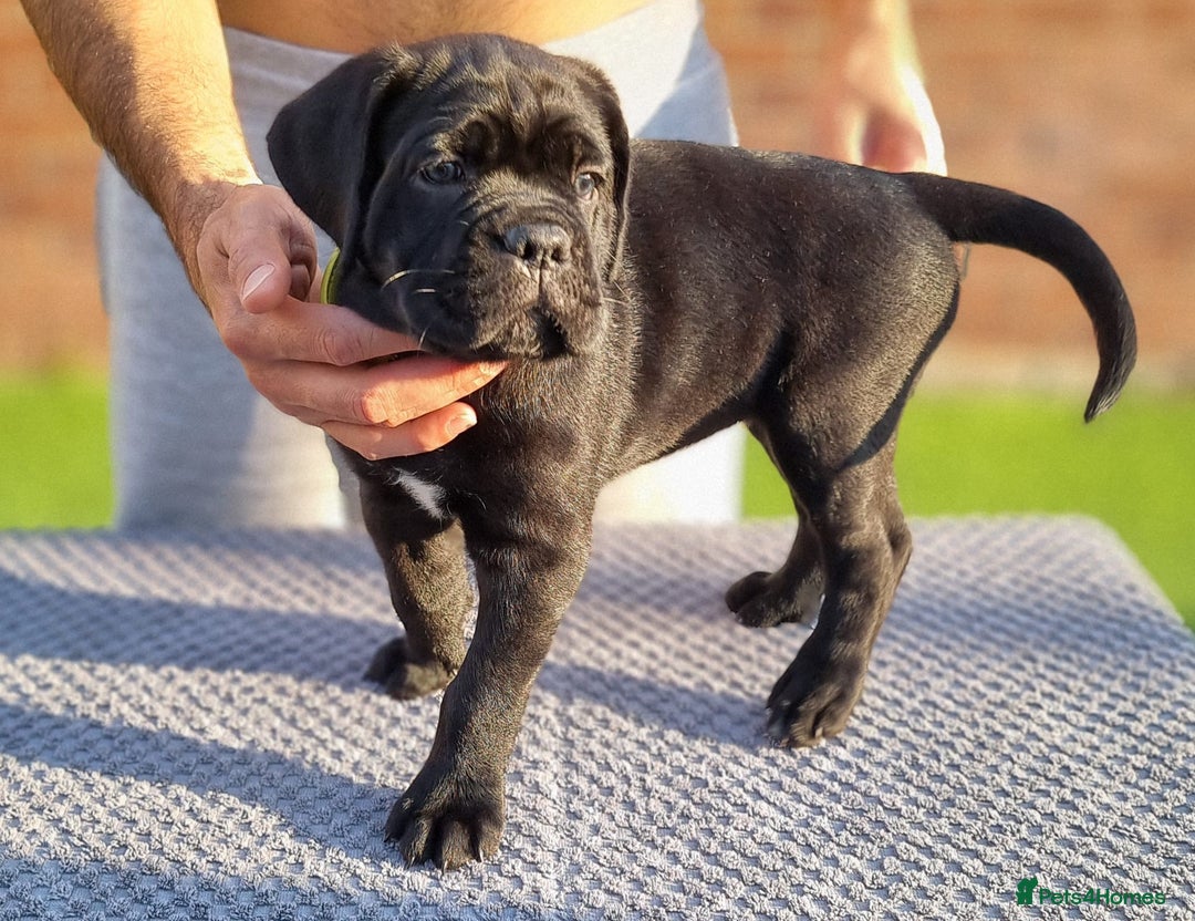 Cane Corso dogs for sale: Champion-Bloodline Cane Corso Puppies  - Image 9