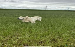 Golden Retriever dogs for stud: Handsome k.c Registered Golden retriever For Stud  in Knottingley - Image 7