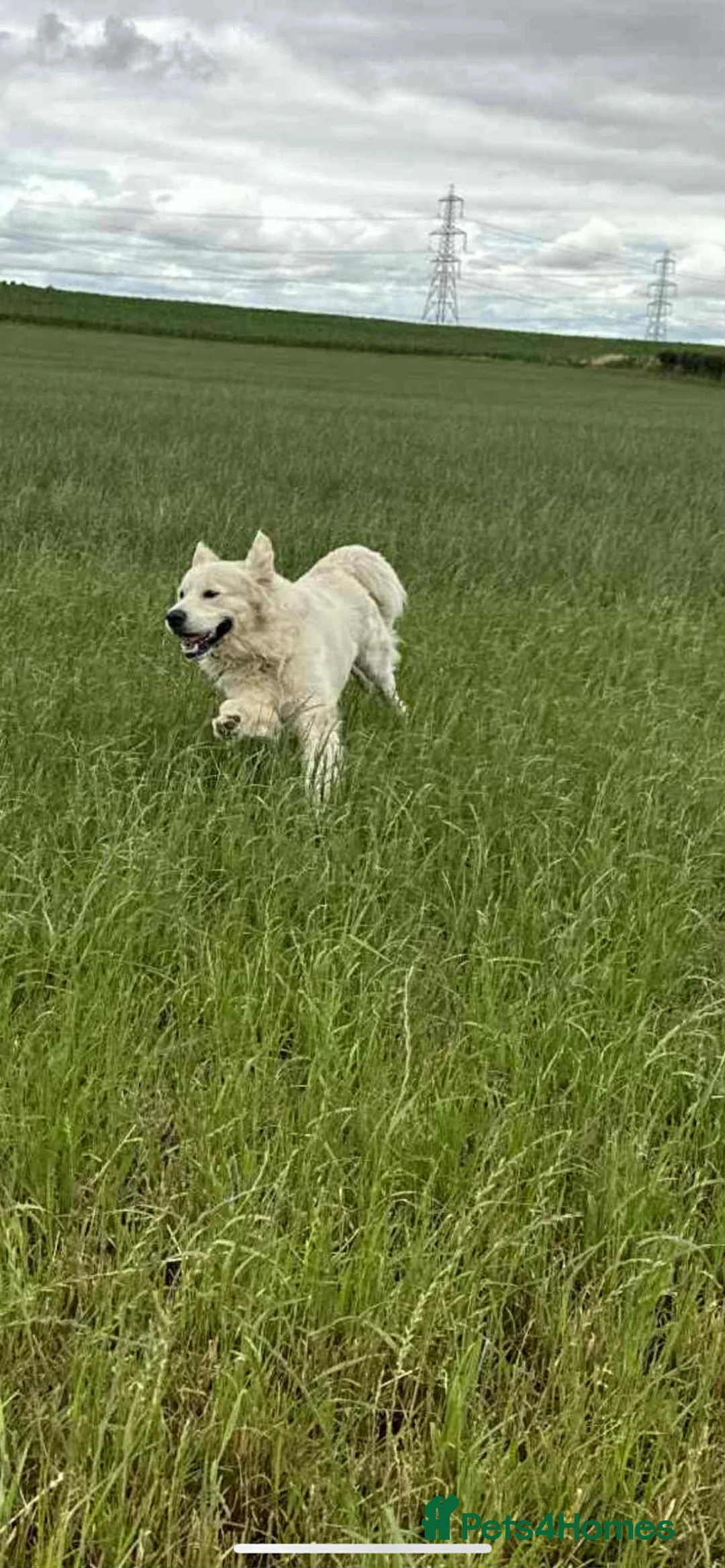 Golden Retriever dogs for stud: Handsome k.c Registered Golden retriever For Stud  in Knottingley - Advert 8