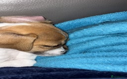 Jack Russell dogs for sale: Mr lawrence - Image 2