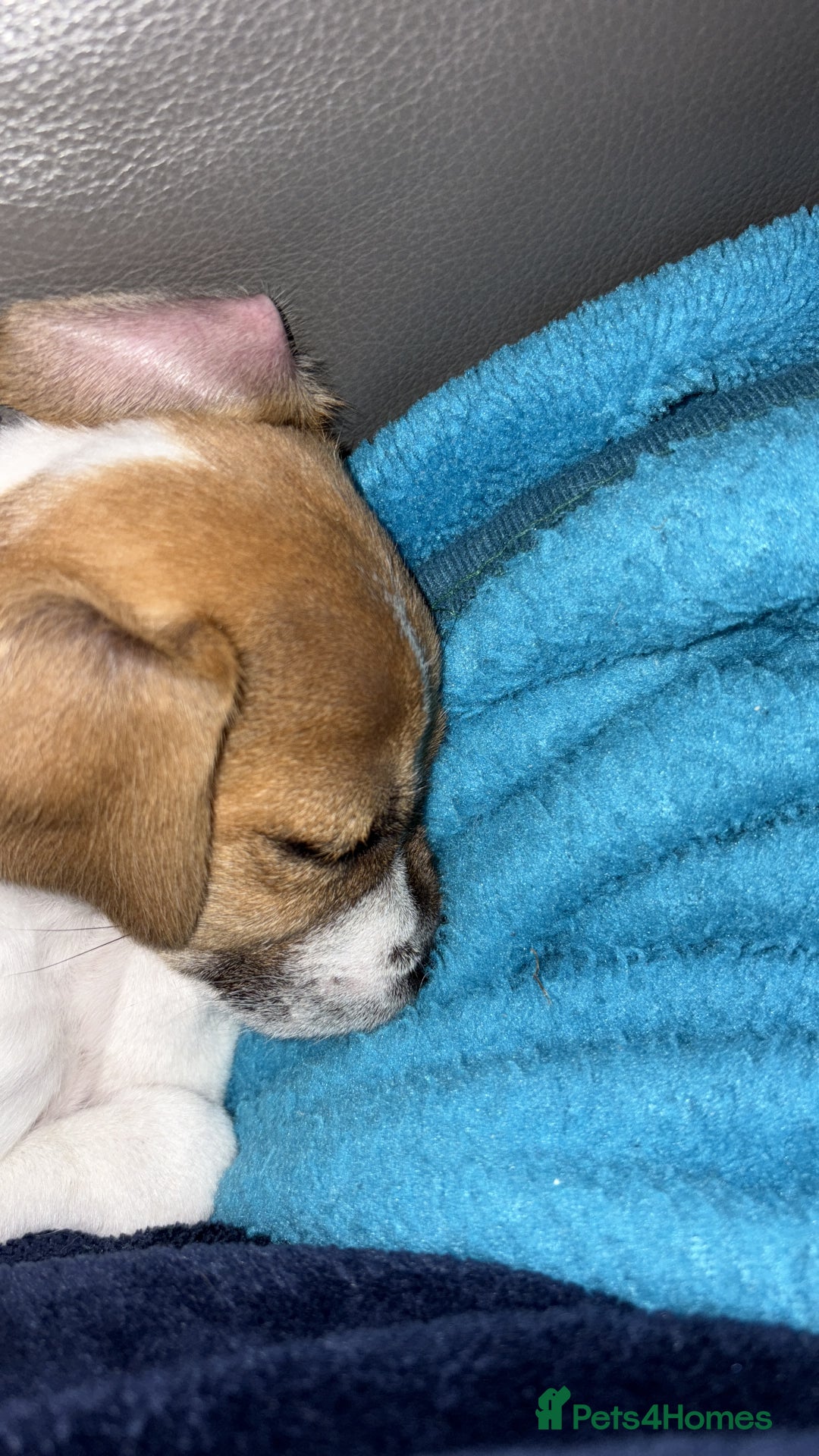 Jack Russell dogs for sale: Mr lawrence - Image 2