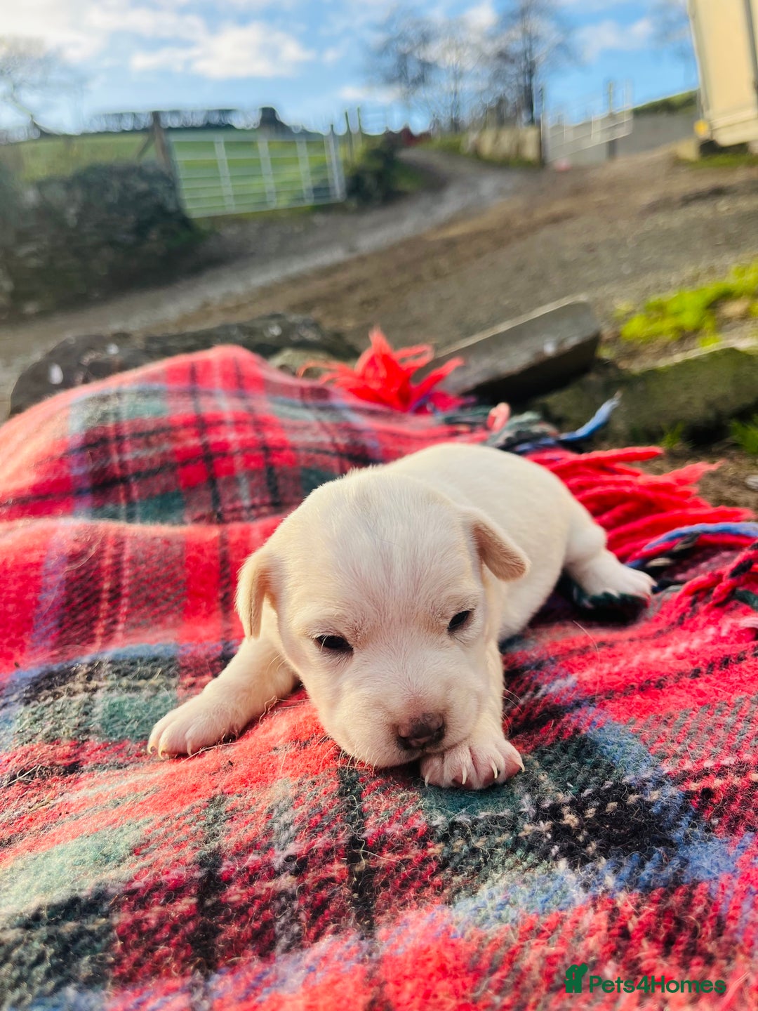 Jack Russell dogs for sale: DOCKED Beautiful White & Tri coloured Girls  - Advert 9