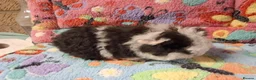 Guinea Pig rodents for sale: Baby Boars in longhaired breeds & teddies  - Advert 13