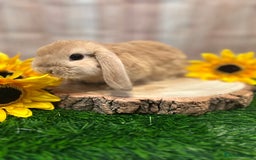 Mini Lop rabbits for sale: Gorgeous mini lops - yellow litter - Image 7