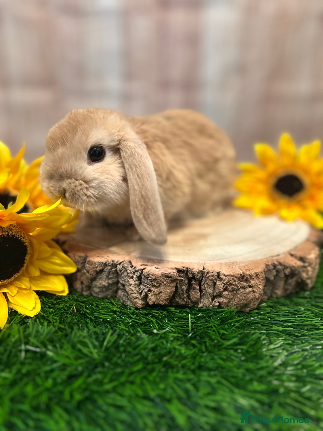 Mini Lop rabbits for sale: Gorgeous mini lops - yellow litter - Image 7