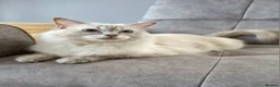 Ragdoll cats for sale: Ragdoll kittens DNA tested  - Advert 11
