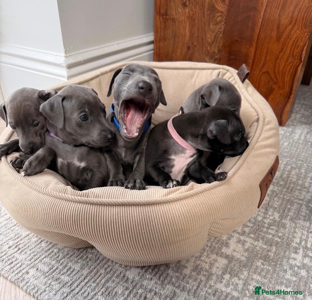 Italian Greyhound dogs for sale: All now taken 🫶 5 Beautiful Iggy Pups - Advert 1