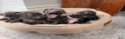 Italian Greyhound dogs for sale: All now taken 🫶 5 Beautiful Iggy Pups - Advert 1