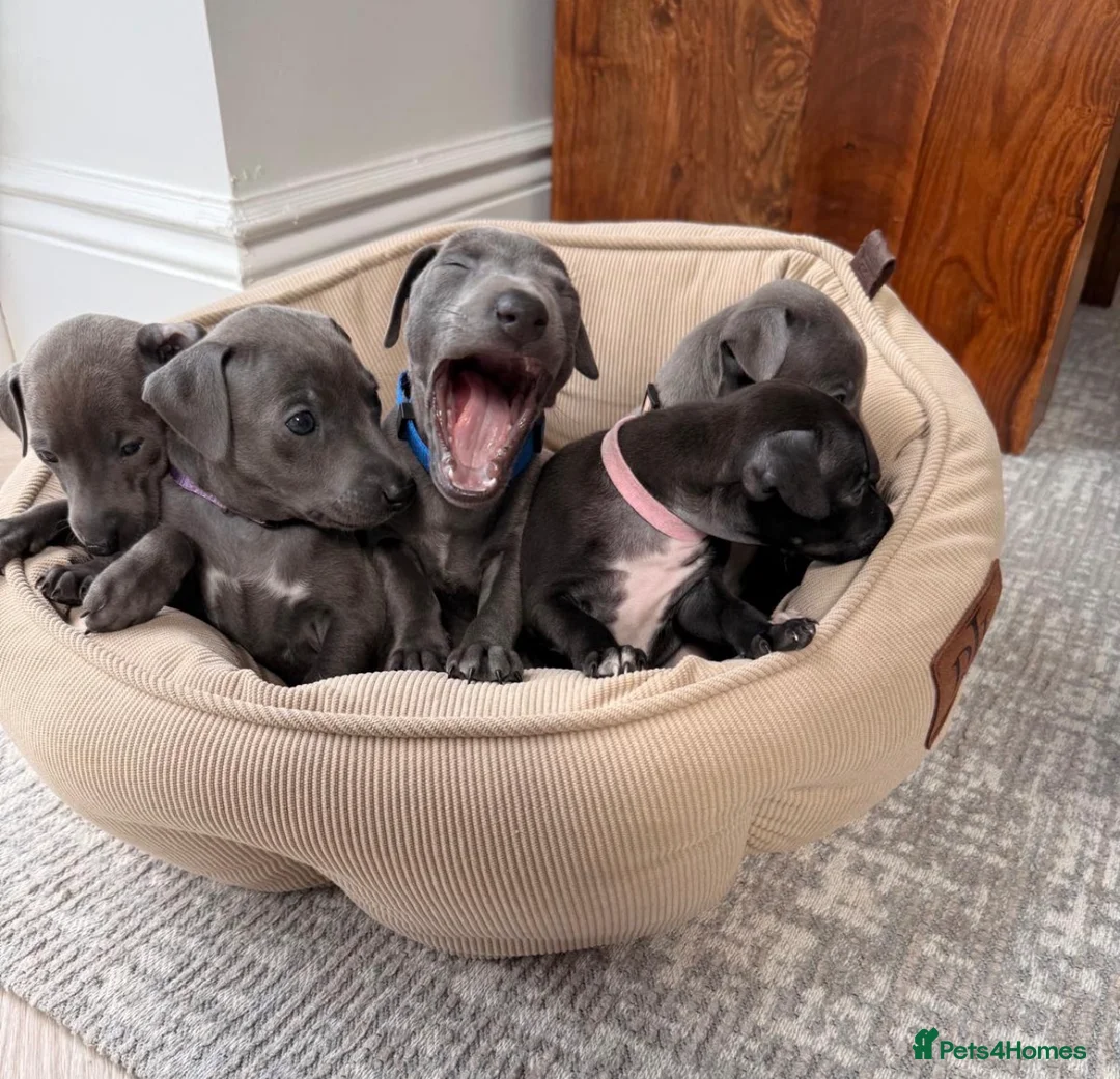 Italian Greyhound dogs for sale: All now taken 🫶 5 Beautiful Iggy Pups - Advert 1