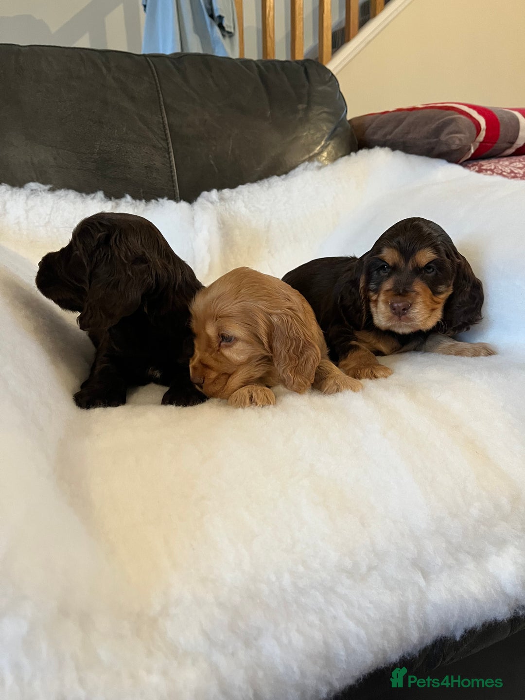 Cocker Spaniel dogs for sale: Health tested KC reg show type cockers - Advert 7