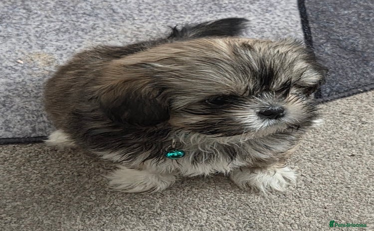 Shih Tzu dogs - Advert 7