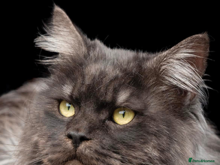 Maine Coon cats HUGE black smoke Mainecoon for stud - Advert 17