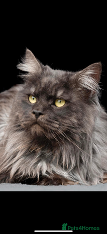 Maine Coon cats HUGE black smoke Mainecoon for stud - Advert 17
