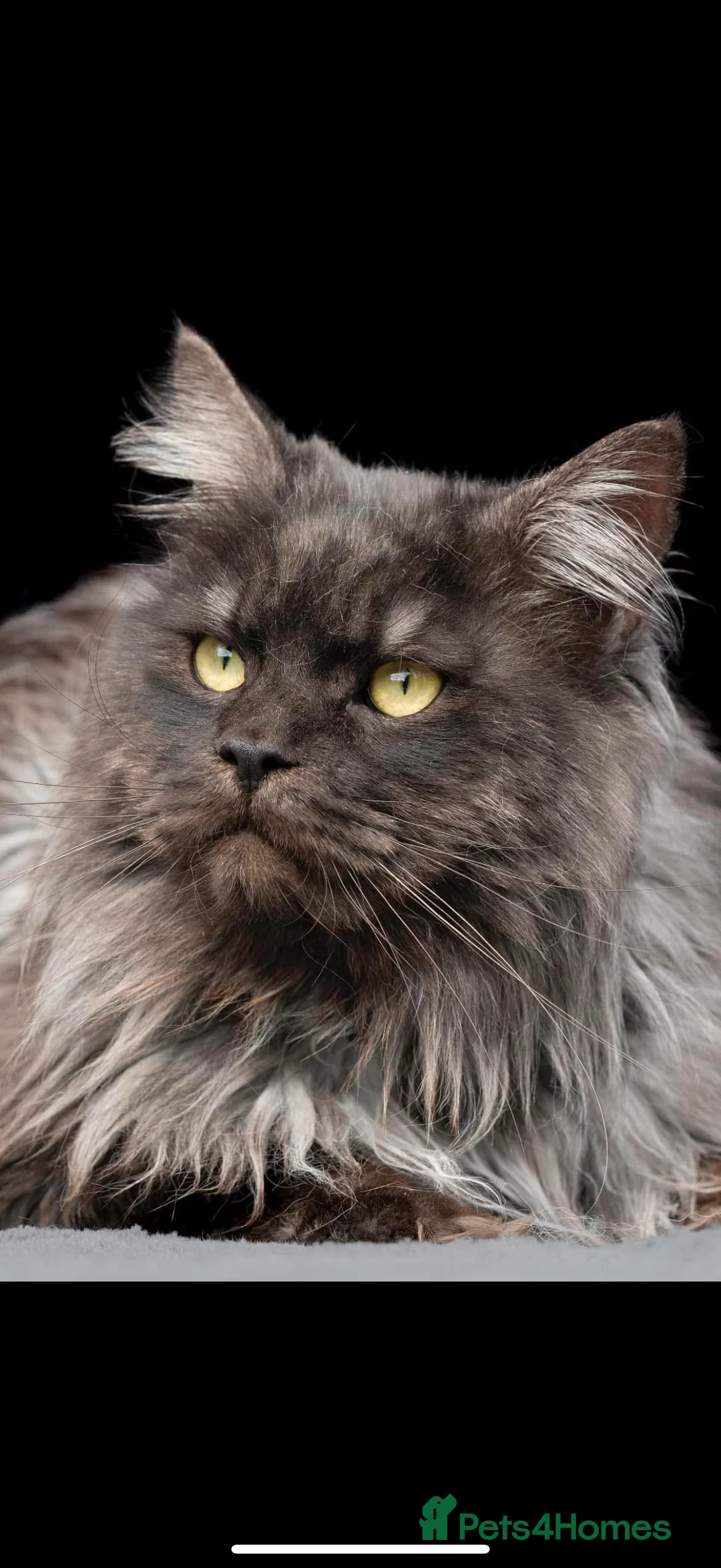 Maine Coon cats for stud: HUGE black smoke Mainecoon for stud duties - Advert 4