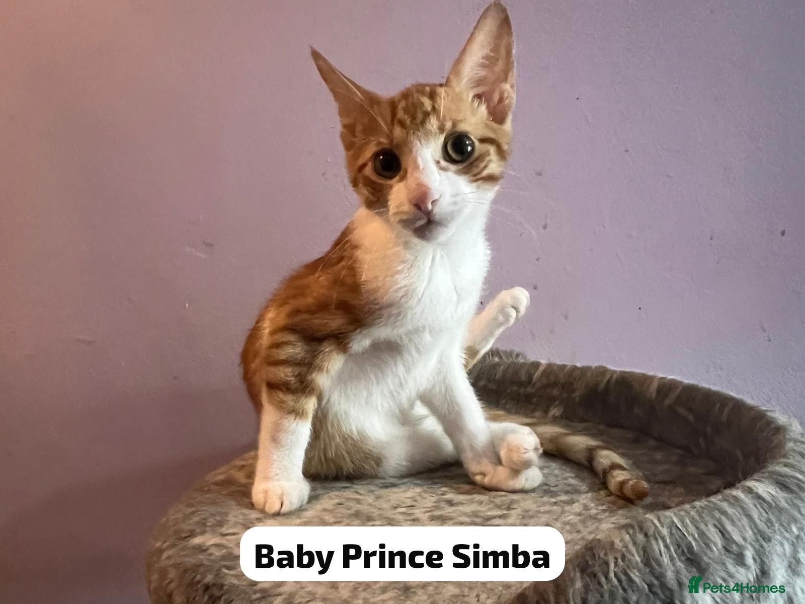 Domestic Shorthair cats 2 ginger & white rescue kittens waiting for homes - Advert 10