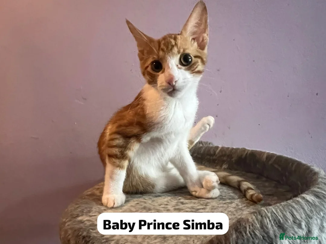 Domestic Shorthair cats for adoption: 2 ginger & white rescue kittens waiting for homes - Advert 1