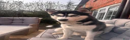 Siberian Husky dogs for stud: Full bread Siberian husky for STUD in Ringwood - Advert 6