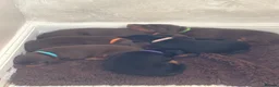 Dobermann dogs for sale: Beautiful Doberman puppues - Advert 19