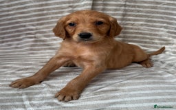Golden Retriever dogs for sale: Ready🏡 health tested Golden Retriever babies🤍🧬 - Image 2