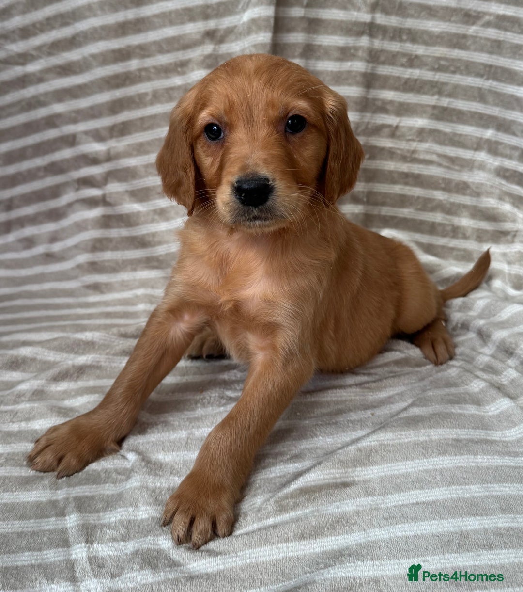 Golden Retriever dogs for sale: Ready🏡 health tested Golden Retriever babies🤍🧬 - Image 2