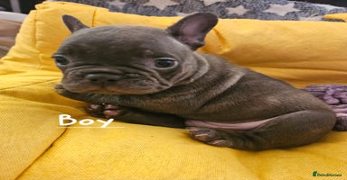 French Bulldog dogs - Advert 8