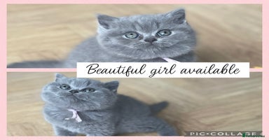 British Shorthair cats - Advert 15