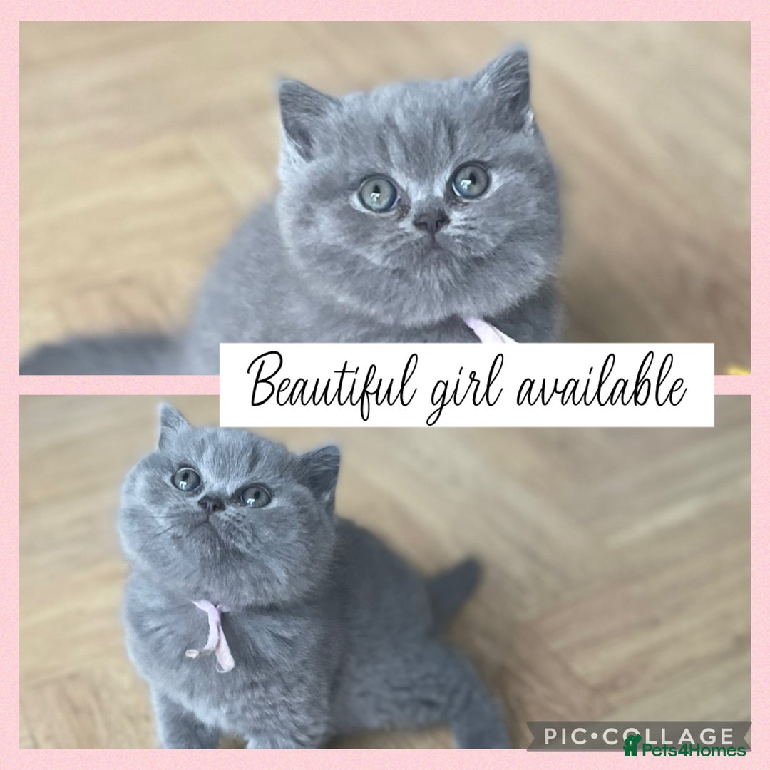 British Shorthair cats for sale: 🏆Champion GCCF British Shorthair kittens 🏆 - Image 2