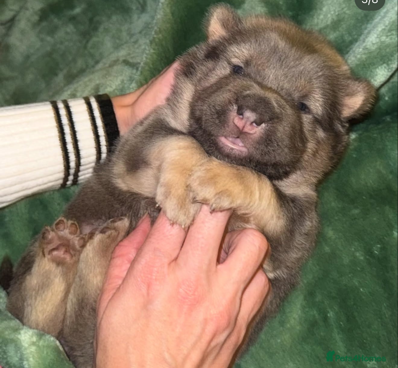 Shar Pei dogs Tan point bear and brush coat puppies - Advert 1