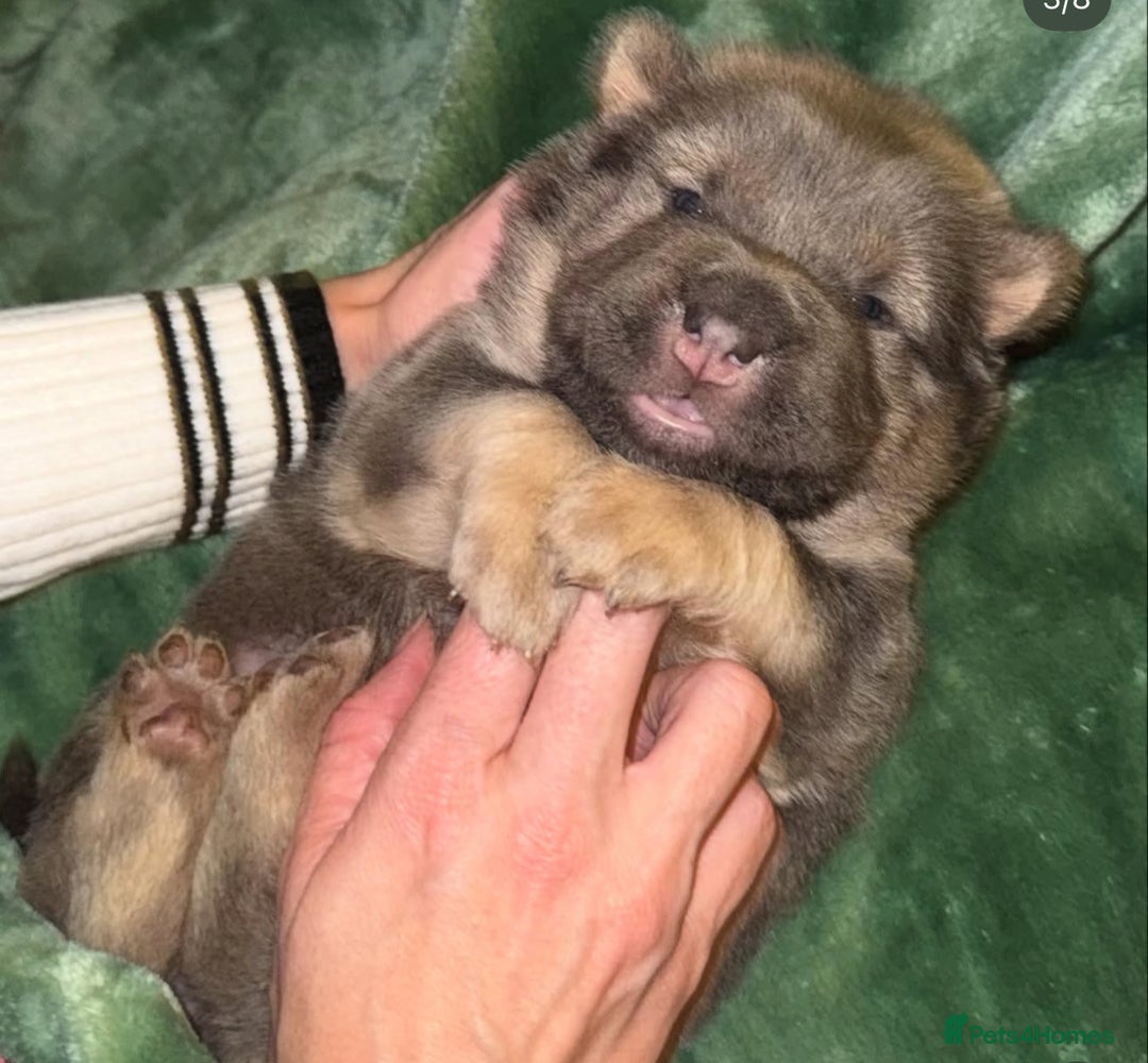 Shar Pei dogs for sale: Tan point bear and brush coat puppies - Advert 2