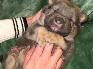 Shar Pei dogs Tan point bear and brush coat puppies - Advert 2