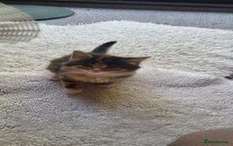 Mixed Breed cats for sale: Lovely kittens Looking for new Homes  - Image 25