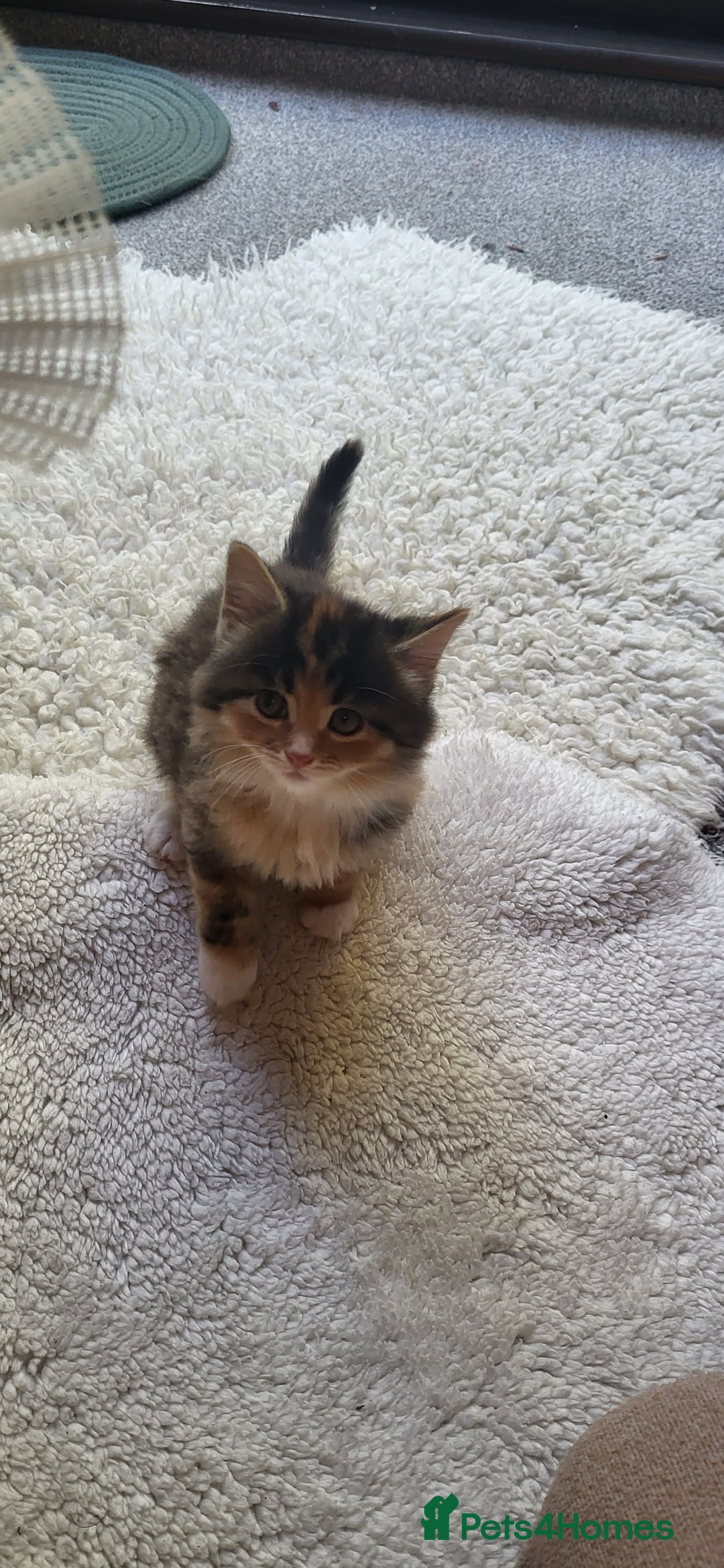 Mixed Breed cats for sale: Lovely kittens Looking for new Homes  - Image 25