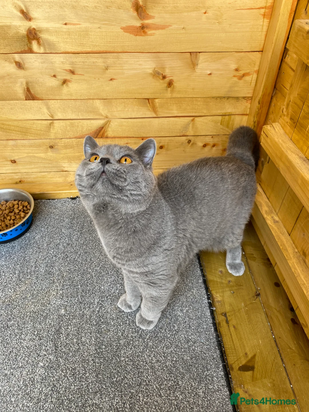 British Shorthair cats for stud: British Shorhair Blue male for stud in Manchester - Advert 5