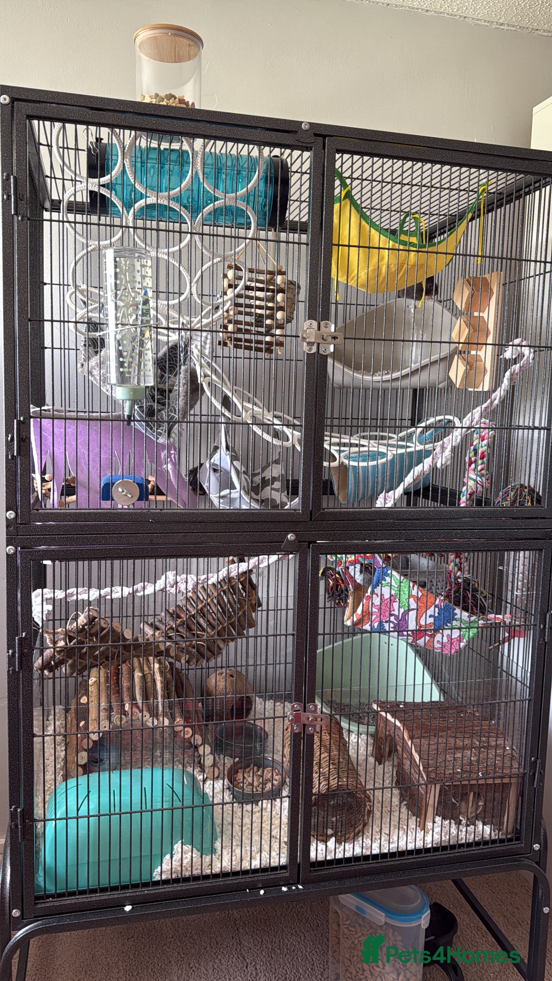 Rat rodents for sale: Male rats - Advert 9