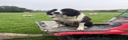 Border Collie dogs for sale: Border collie puppies in Bala - Advert 5