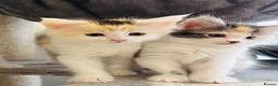 Maine Coon cats for sale: Maine coon kittens  - Advert 21