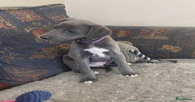 Mixed Breed dogs Beautiful Saluki x Whippet puppies - Advert 7