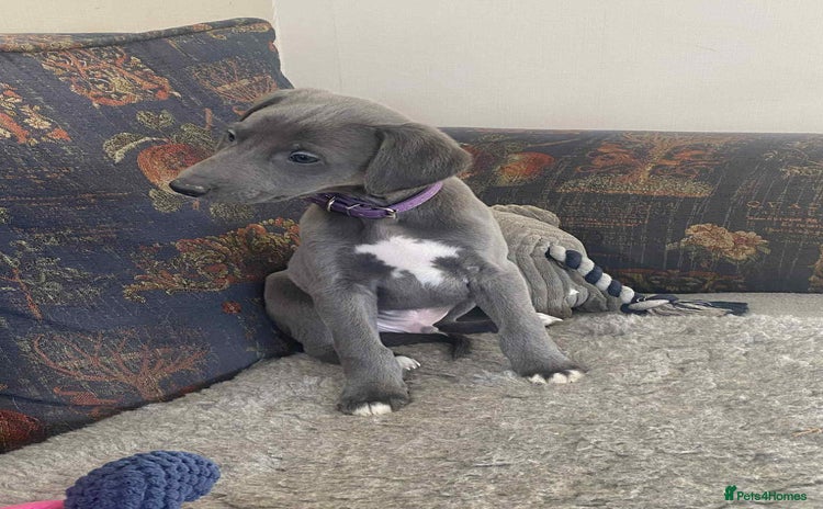 Mixed Breed dogs Beautiful Saluki x Whippet puppies - Advert 13