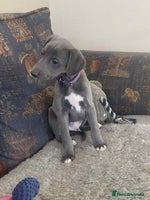 Mixed Breed dogs Beautiful Saluki x Whippet puppies - Advert 7