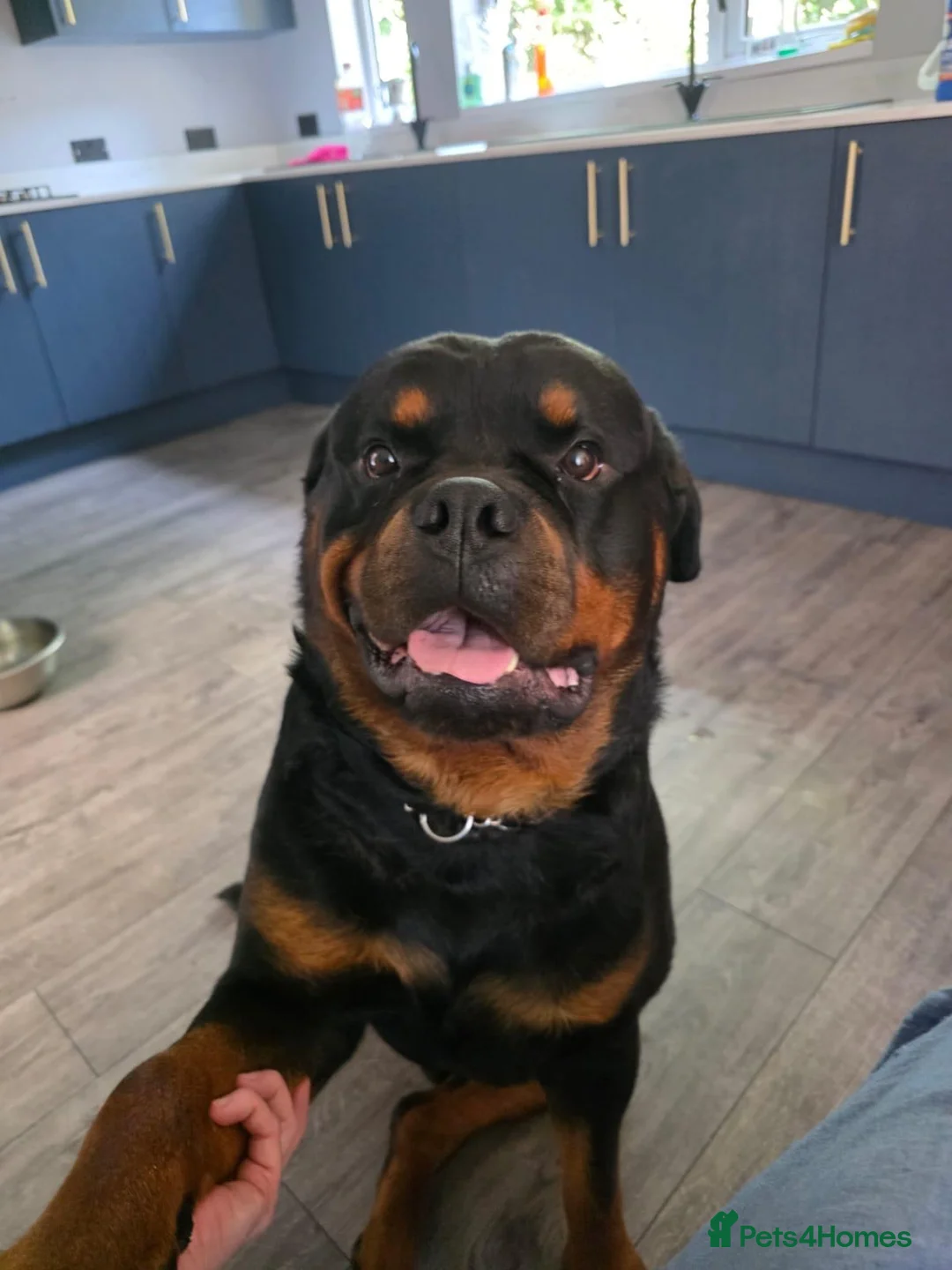 Rottweiler dogs for sale: Harry  - Advert 2