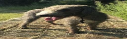 Bedlington Terrier dogs for sale: Bedlington terrier pups for sale  - Advert 9