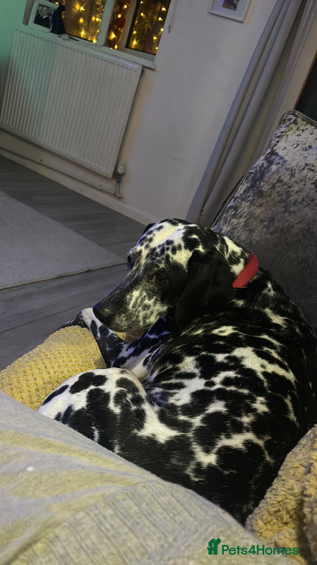 Mixed Breed dogs for sale: Beautiful Dalmatian Cross - Advert 3