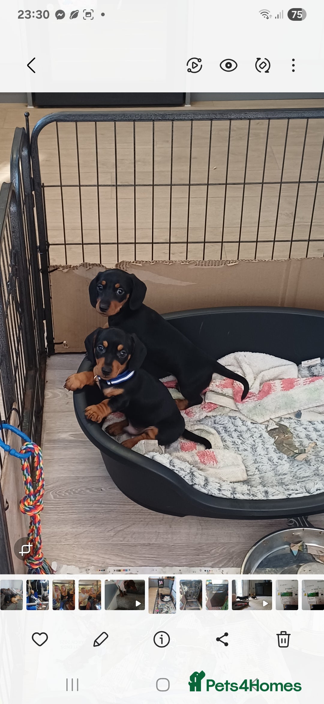 Miniature Dachshund dogs for sale: Mini dax pure bred family pups  - Image 5