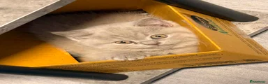 Kitten 2