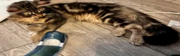 Maine Coon cats for sale: Stunning tabby pedigree XL Maine Coons ready now! - Advert 1