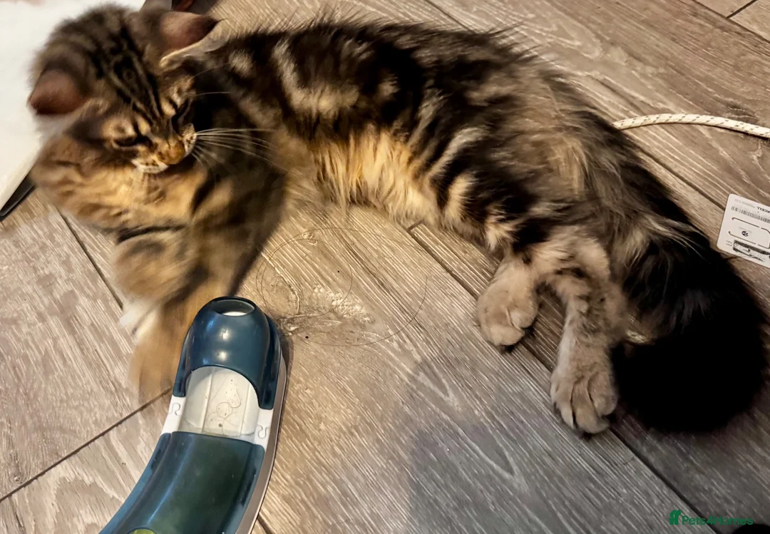 Maine Coon cats for sale: Stunning tabby pedigree XL Maine Coons ready now! - Advert 1