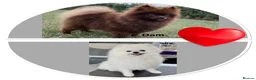 Pomeranian dogs for sale: Orange Sable Girl  - Advert 7