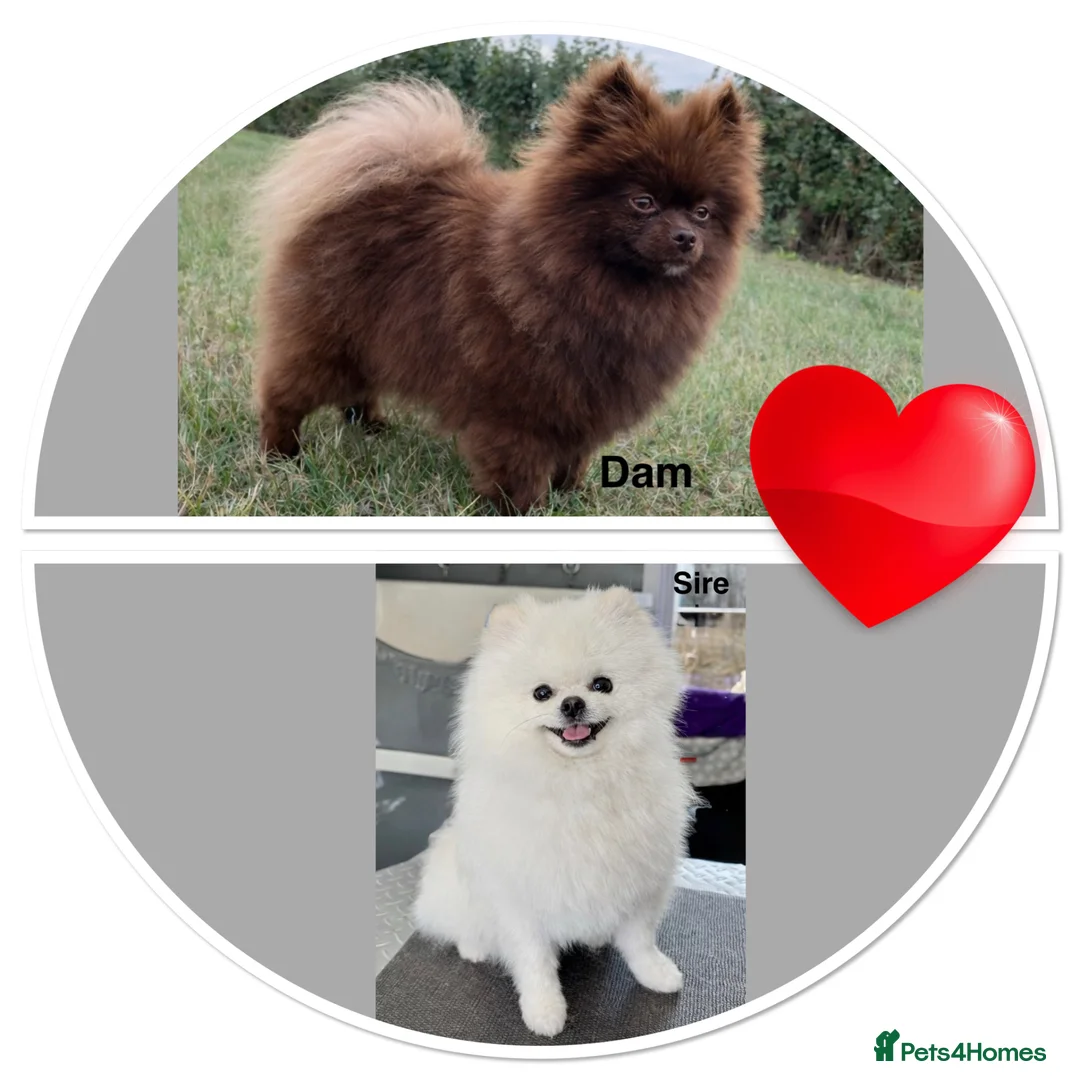 Pomeranian dogs for sale: Orange Sable Girl  - Advert 7